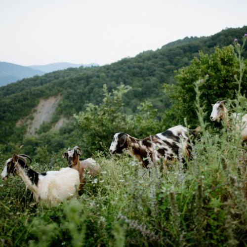 Geiten in Albanië