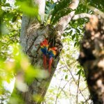 Rode ara's in Carara