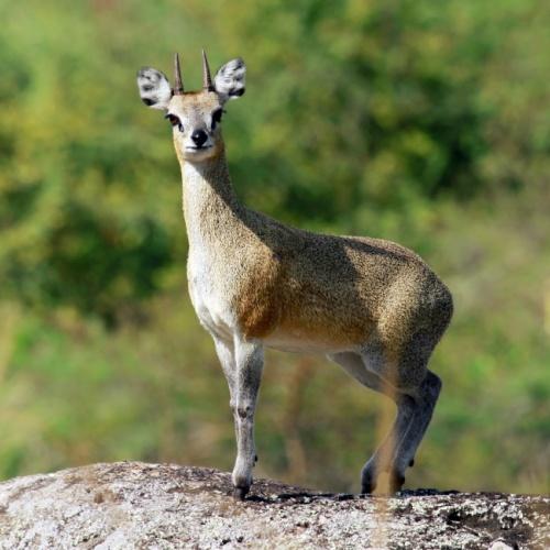 Klipspringer in Lake Mburo Nationaal Park