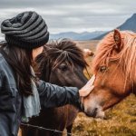 IJslandse paarden