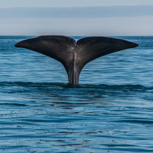 Walvis nabij Andenes