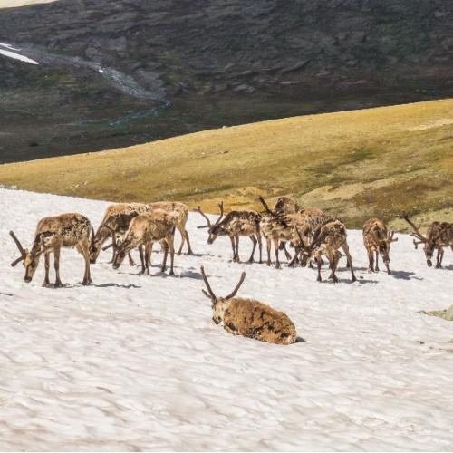 Rendieren in Jotunheimen Nationaal Park