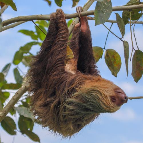 Chillende luiaard in Cahuita National Park
