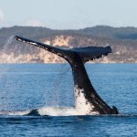 Hervey Bay
