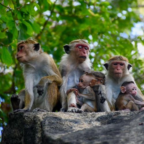 Dambulla, Sri Lanka
