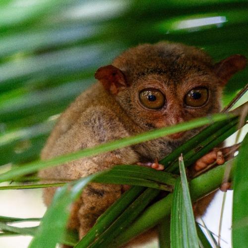 Tarsier Sanctuary