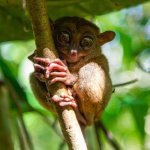 Tarsier in Tarsier Sanctuary, Bohol