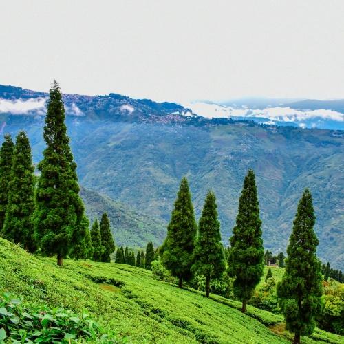 Theeplantage nabij Darjeeling