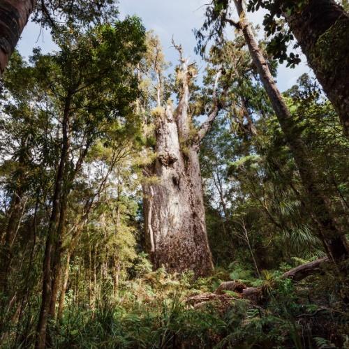 Te Matua Ngahere