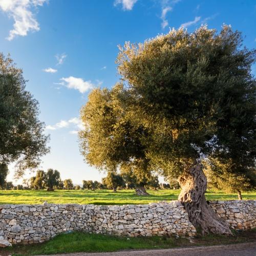 Olijfboom bij Fasano