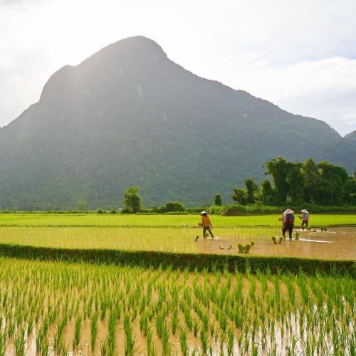 Vang Vieng, rijstvelden