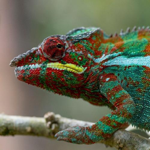 kameleon