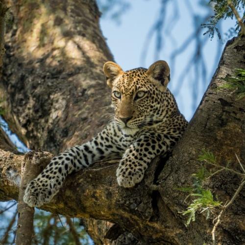 Murchison Falls, luipaard