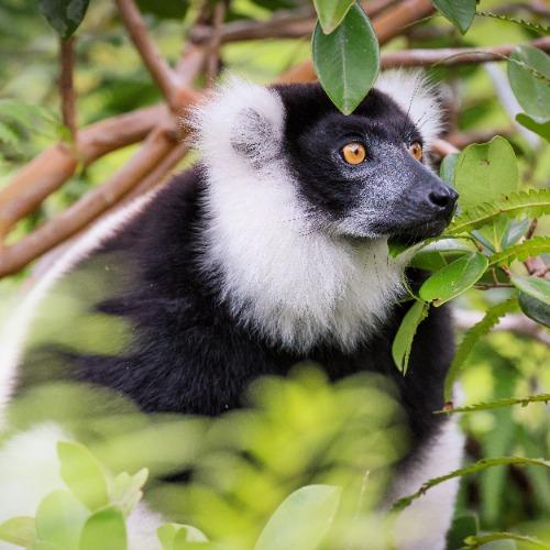 De natuur in Madagaskar