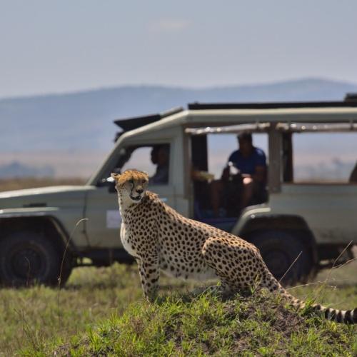 Cheeta nabij Masai Mara