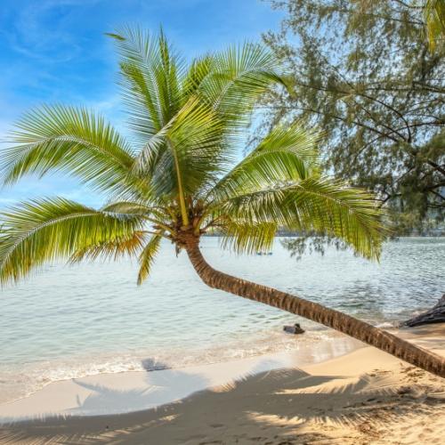 Koh Chang, palmboom