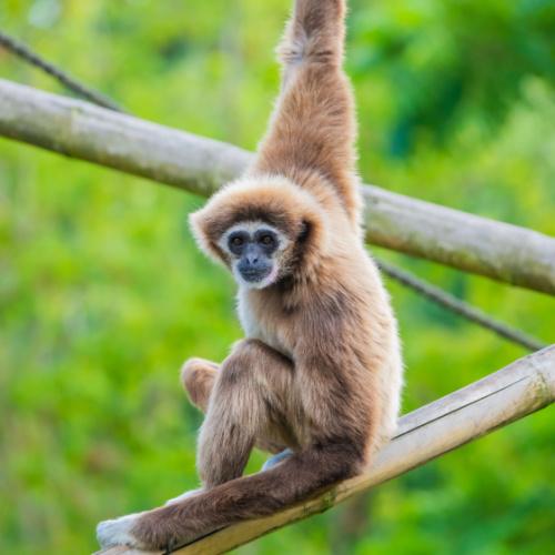 Gibbon