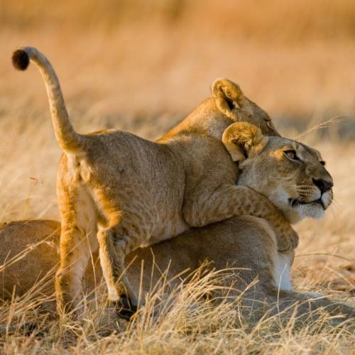 Leeuwen in Serengeti Nationaal Park