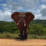 Olifant in Addo Nationaal Park