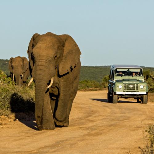 Gamedrive Addo Nationaal Park
