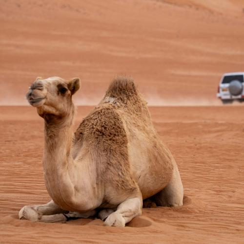 Woestijnweg in Oman met kameel