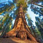 Sequoia Nationaal Park