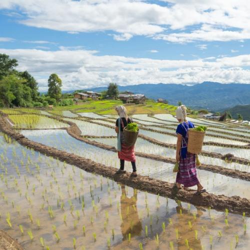 Rijstvelden, Chiang Mai