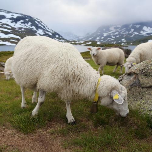 Telemark Regio, Noorwegen