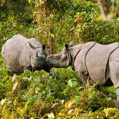 Neushoorn