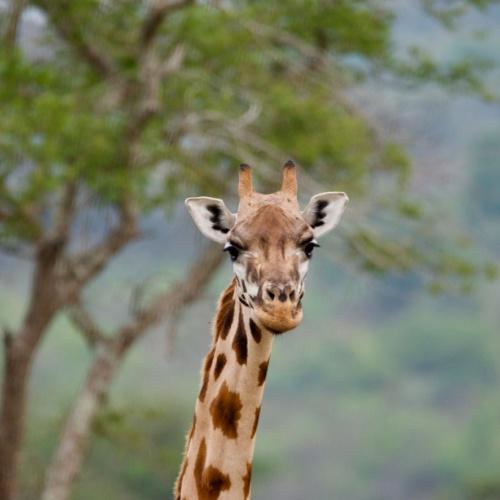 Giraffe in Lake Mburo Nationaal Park