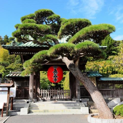 Hasedera