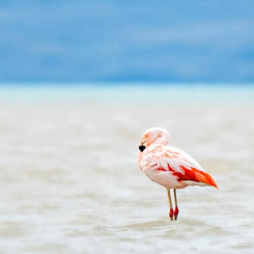 Lago Argentino, Chileense flamingo