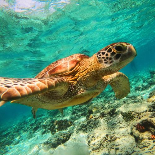 Zeeschildpad 
