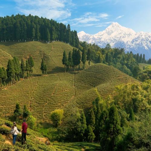 Theeplantage met uitzicht op de Himalaya nabij Darjeeling