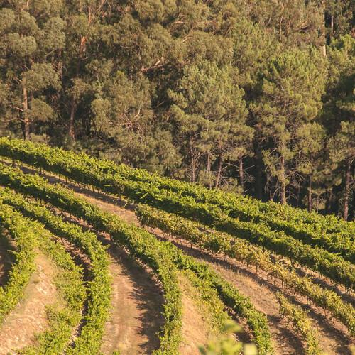 Rías Baixas, wijngaarden