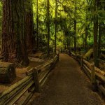 Cathedral Grove, MacMillan Provincial Park