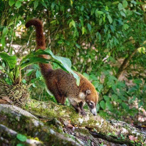 Neusbeer (Coati)