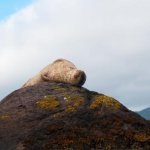 Garnish Island, zeehond