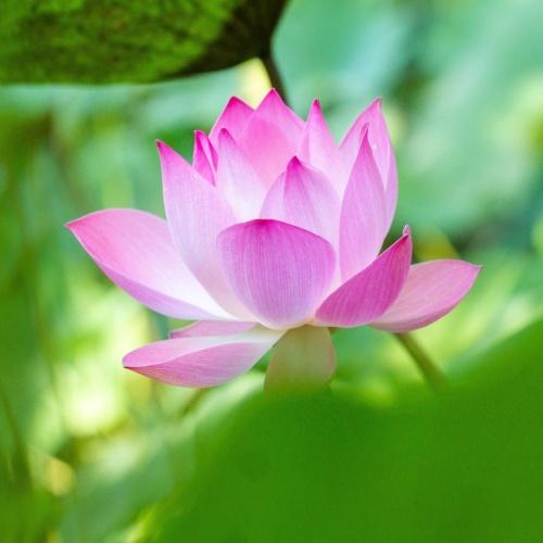 Cambodjaanse Lotus