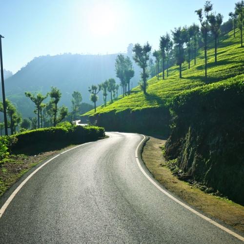 Weg door theeplantages, Ooty
