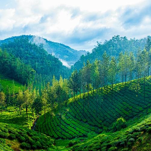 Thekkady plantages