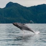 Kenai Fjords Nationaal Park