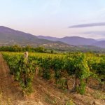 Wijngaarden nabij Demir Kapija