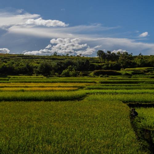 Groen rijstvelden langs de weg