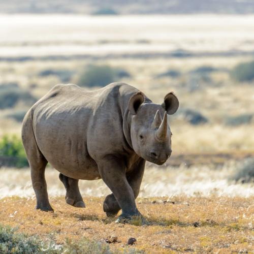 Neushoorn in Palmwag