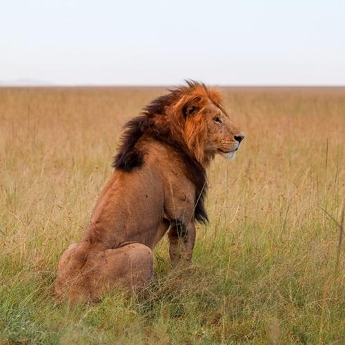 Leeuw in Serengeti, Tanzania