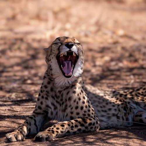 Otjiwarongo, cheetah