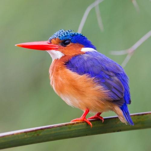 Kingfisher in Mabamba-moeras