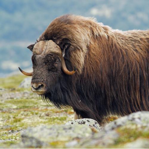 Muskus in Rondane Nationaal Park 