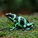 Groen-zwarte pijlgifkikker in Sarapiqu&iacute;